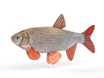 Freshwater Fish 3D model order