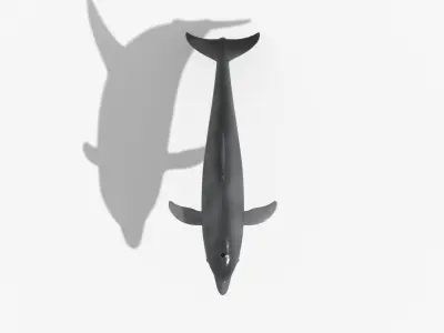 Dolphin sea ocean animal 3d model Low-poly 3D model