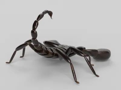 Scorpion 3D model 3