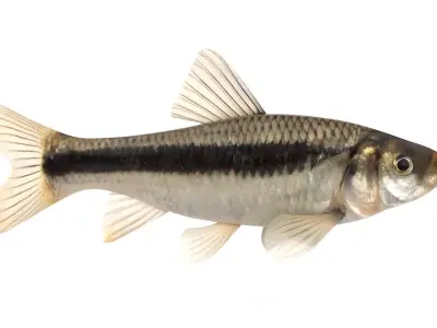 Fish Chub 3D model