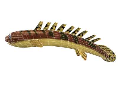 Barred Bichir Fish Cartoon Animated Low-poly 3D model