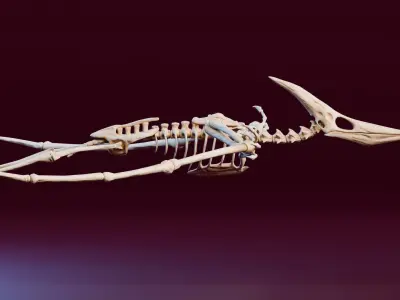 Realistic Ancient Reptilians Fossil - Pteranodon Low-poly 3D model