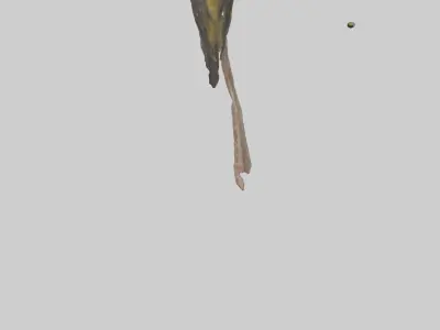 Galapagos Finch perched model 3D model
