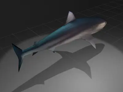 Tiger Shark Low-poly 3D model purchase