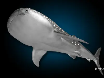 Whale Shark 3D model shop