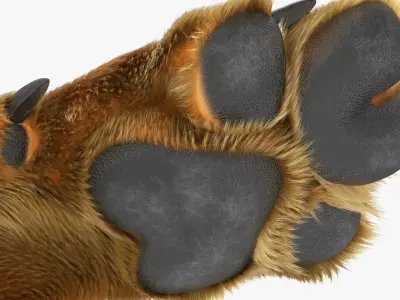 Dog Paw Fur For Maya 3D model