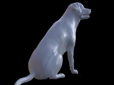 Labrador Retriever 3D model