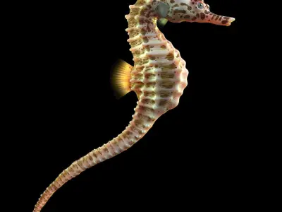  SEA HORSE - RIGGED 