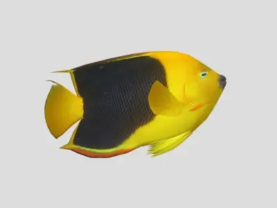 Rock Beauty Angelfish Low-poly 3D model
