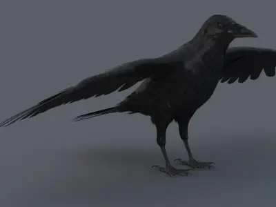Crow 3D model