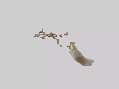 Squirrel Tail 3D model