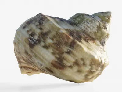 Scanned seashell Low-poly 3D model buy