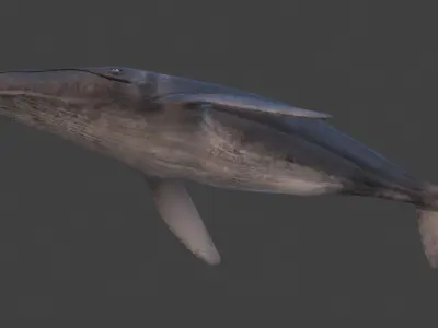 Humpback Whale Rigged Low-poly 3D model