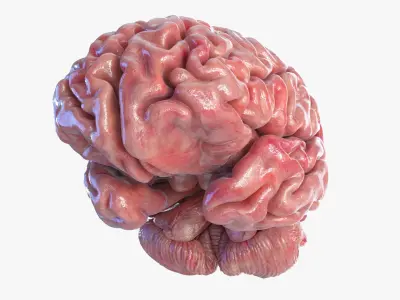 Brain 3D model purchase