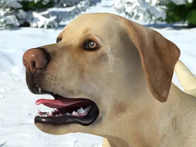 Labrador Dog White Walking 3D model