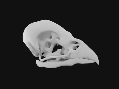 Sparrow skull 3D model