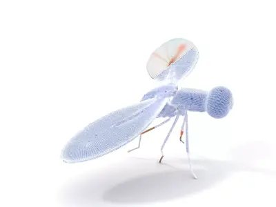 Colorful Dragonfly model pack Low-poly 3D model