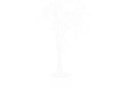  Money Tree Plant Model  purchase