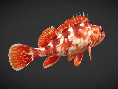 Grouper01 snapper Low-poly 3D model