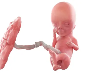 Fetus Week 12 Animated 3D model