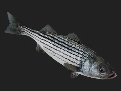 Stripedbass Low-poly 3D model