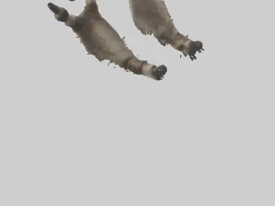 Raccoon Paws Low-poly 3D model