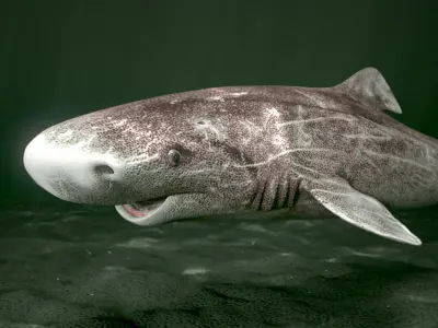 Greenland Shark (Animated) 3D model