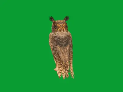 Great Horned Owl Low-poly 3D model purchase