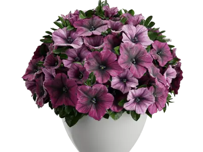  Petunia Plant Model  buy