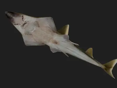 Skate Low-poly 3D model order