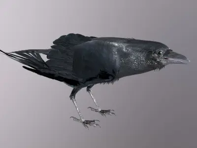 Crow Animated 3D model Low-poly 3D model