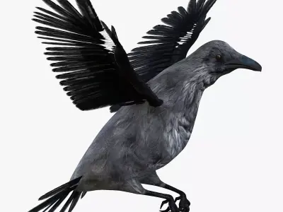 Raven bird rigged 3d model Low-poly 3D model