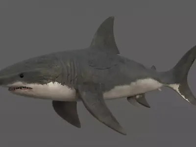 White Shark 3D model get