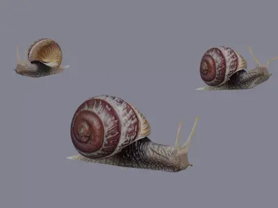Snail 3D model get