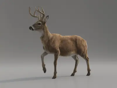 Tiger and Deer ANIMATED Collection 3D model