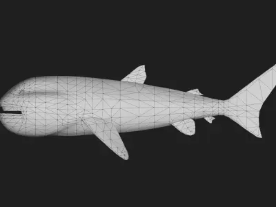 Shark Low-poly 3D model 40