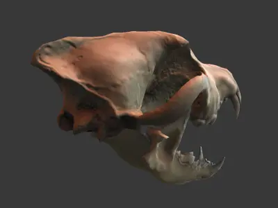 Wolf Skull Low-poly 3D model