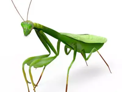 3D Grasshopper mantisce Low-poly 3D model