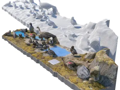 The exposition of birds 3D model