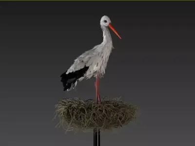 Stork 3D model feathers  3D model