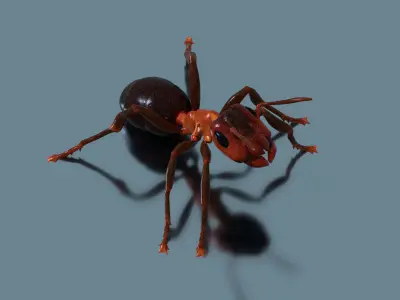 Normal Ant Low-poly 3D model