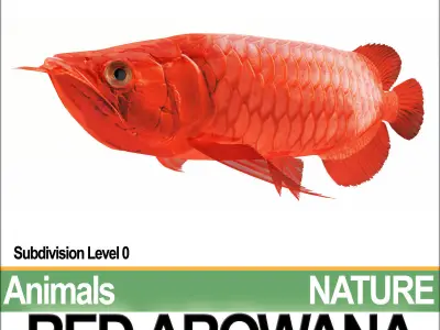 Red Arowana 3D model purchase