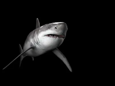 Great White Shark Low-poly 3D model 13