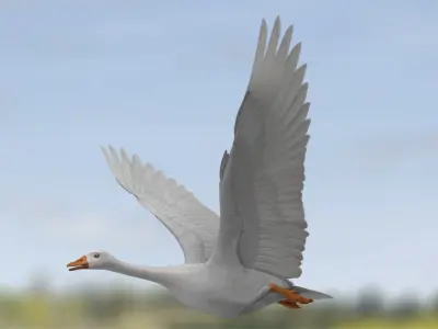 Chen Caerulescens "Snow Goose Albino" 3D model
