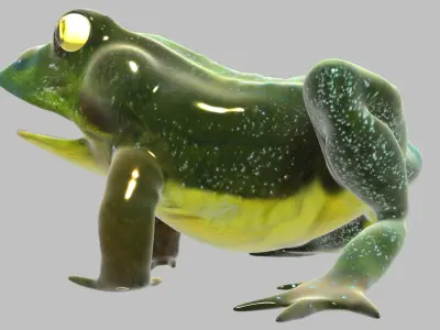 Frog With Basic Rig 3D model