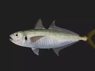 Trevally Low-poly 3D model 5