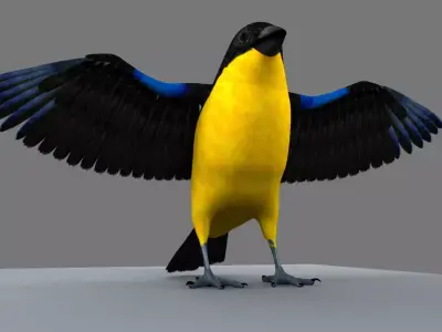 Blue winged mountain tanager open wings 3D model