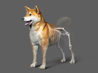 Shiba Inu 3D model