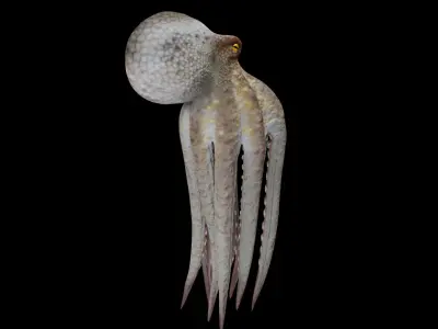 Animated Octopus 3D model purchase