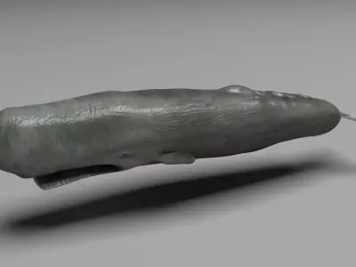 Sperm Whale 3D model 2